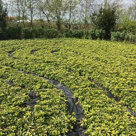 Boomkwekerij En Buitenplaats